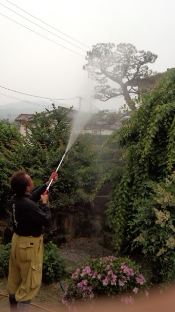 モナパワーを葉と幹に散布