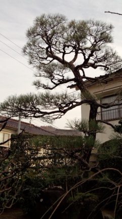 クロマツの葉がモナパワーで回復