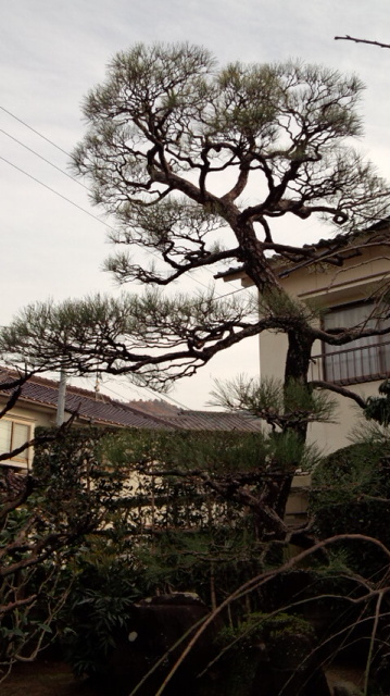 クロマツの葉がモナパワーで回復