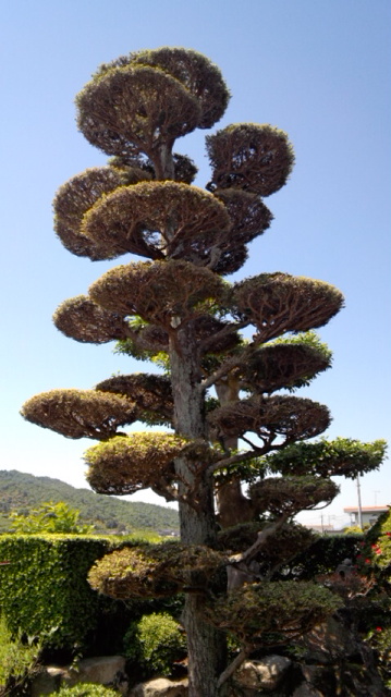 枯れてきたツガの木