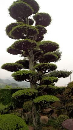 クロツガの木がモナパワーで回復